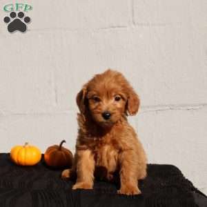 Vienna, Mini Goldendoodle Puppy